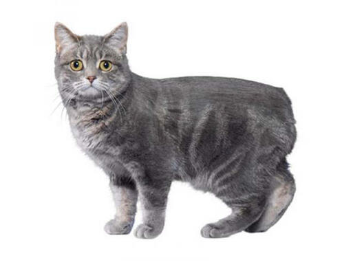 Tailless hot sale cat breeds